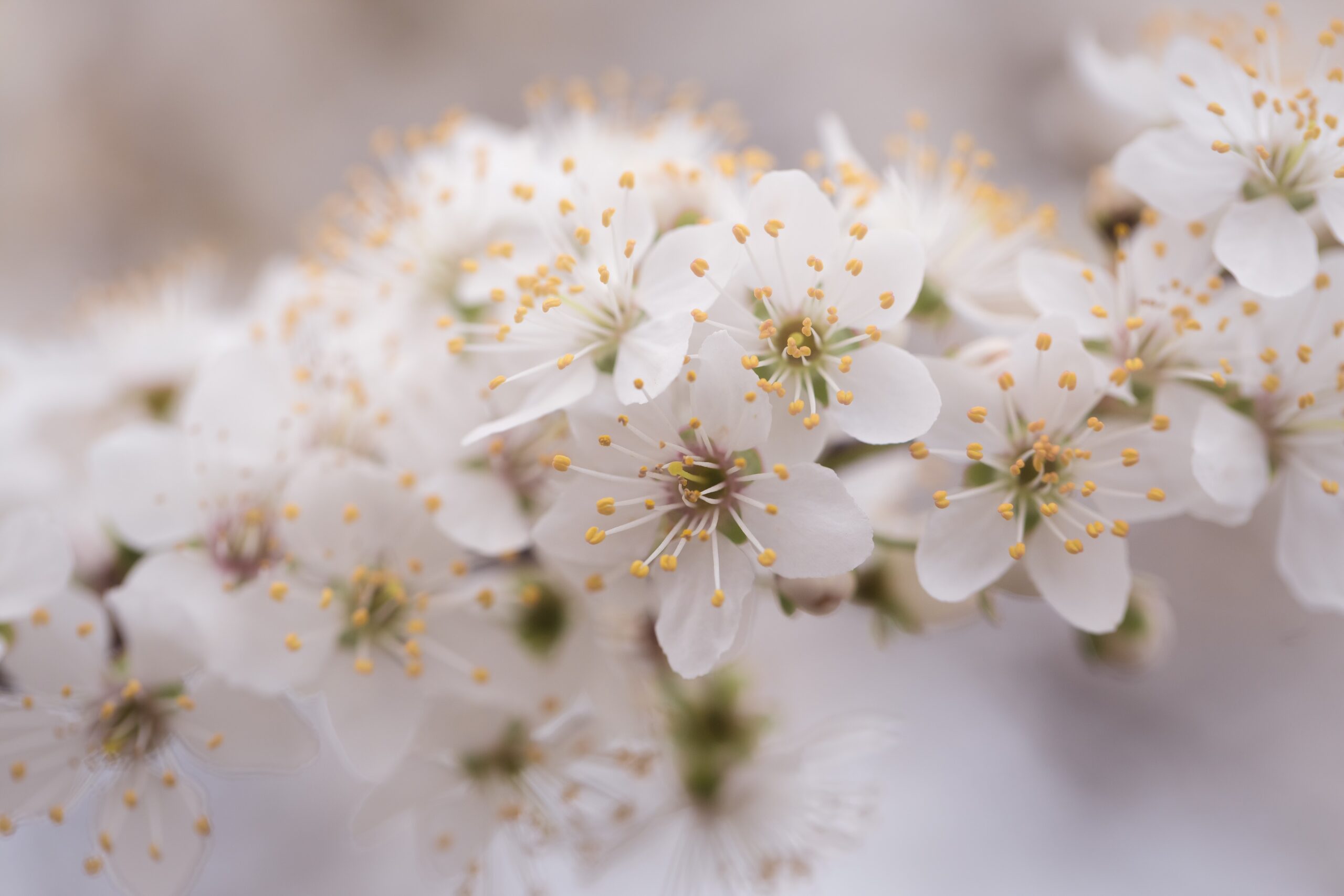 Photo by Anton Atanasov: https://www.pexels.com/photo/close-up-photo-of-white-petaled-flowers-364091/