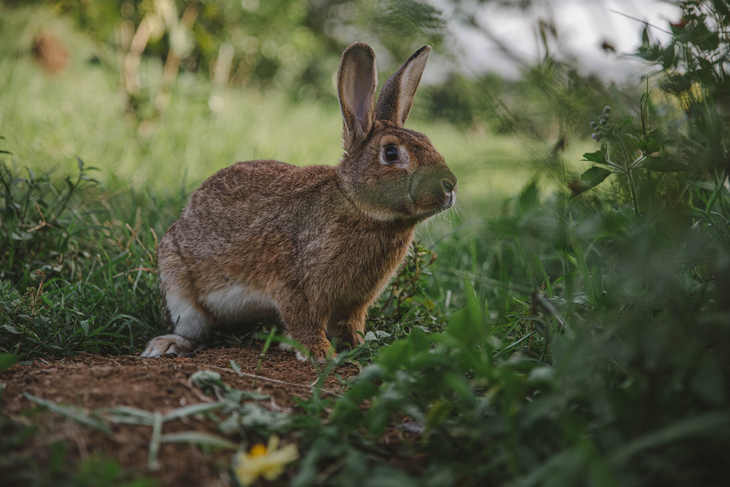 Photo by Denniz Futalan: https://www.pexels.com/photo/a-close-up-shot-of-a-brown-rabbit-5049271/